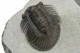 Scabriscutellum Trilobite With Axial Spines - Morocco #226129-5